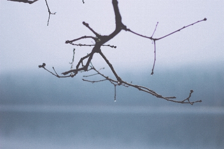 Branch snow winter bird Photo