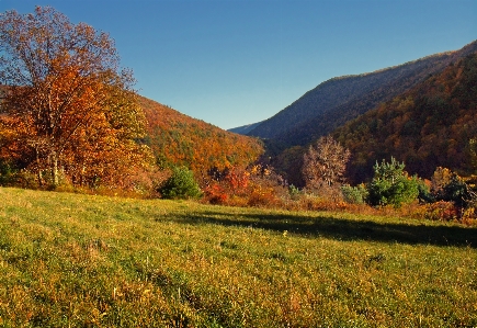 Landscape tree nature forest Photo