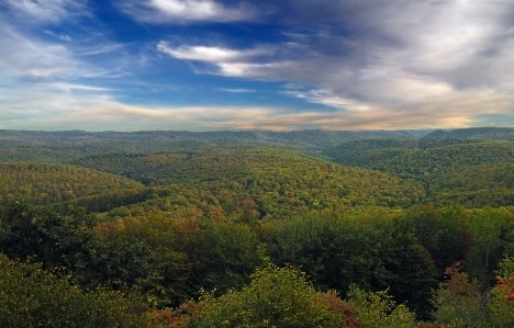 Landscape tree nature forest Photo