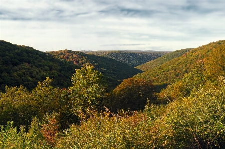 Landscape tree nature forest Photo