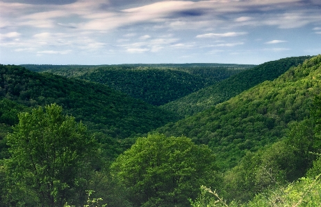 Foto Paesaggio albero natura foresta