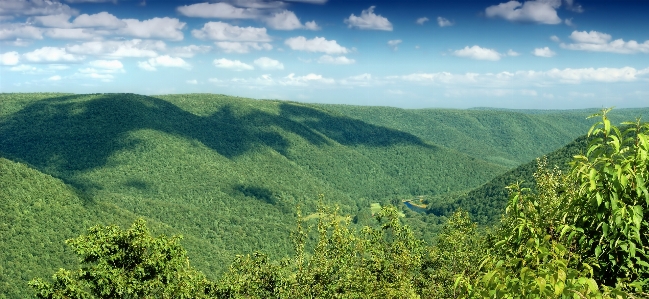 Landscape tree nature forest Photo