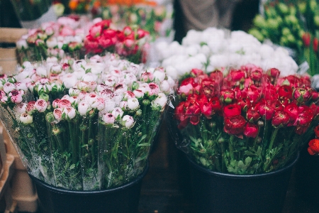 Plant flower petal tulip Photo