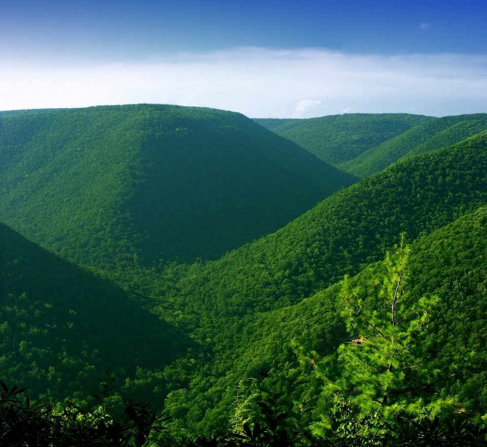 Landschaft baum natur wald