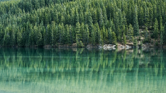 木 水 森 沼地 写真