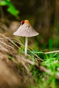 Foto Pohon alam hutan rumput