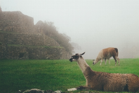 Fog mist field animal Photo