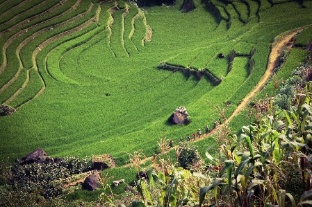 Landscape grass field farm Photo