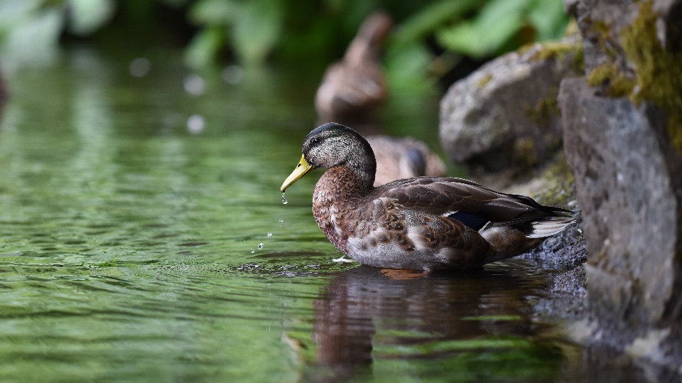 Agua naturaleza gotita pájaro