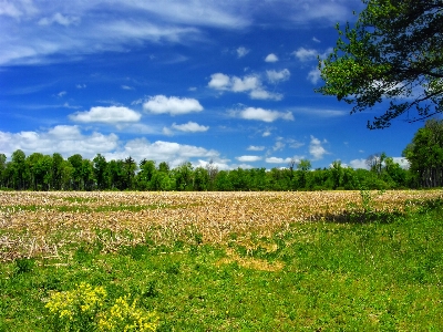 Landscape tree nature forest Photo