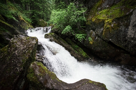 Water forest rock waterfall Photo