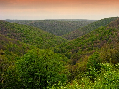 Landscape tree nature forest Photo