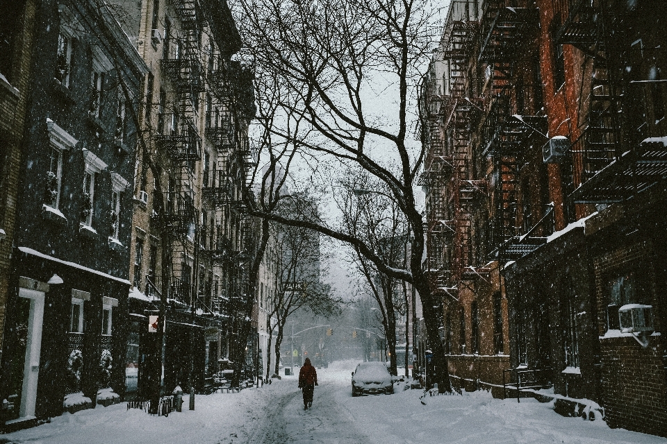 木 雪 冬 道