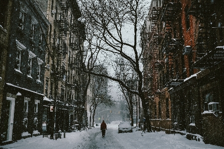 木 雪 冬 道 写真