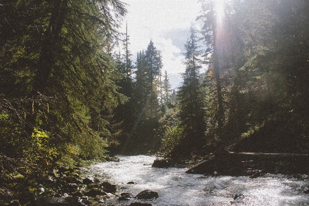 Natur wald wasserfall wildnis
 Foto