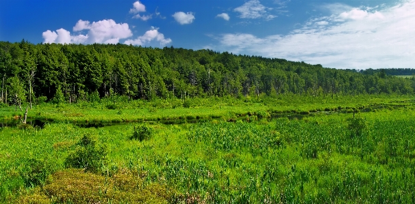 Landscape tree forest grass Photo