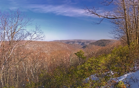 Landscape tree nature forest Photo