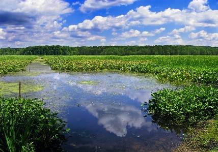 Landscape water nature grass Photo