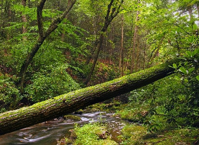 Tree nature forest creek Photo