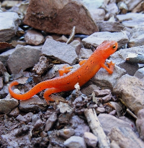 Foto Alam lintas alam
 margasatwa reptil