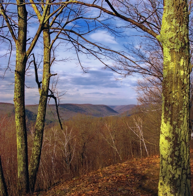 Landscape tree nature forest