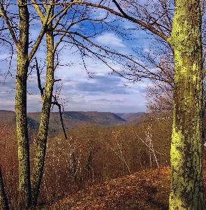 Landscape tree nature forest Photo