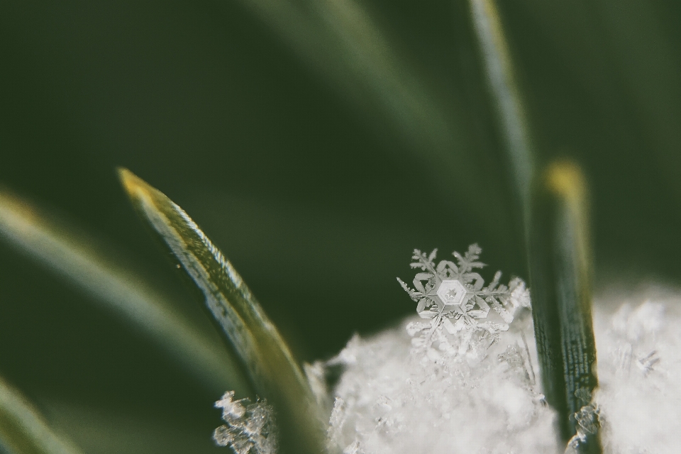 Wasser natur gras zweig