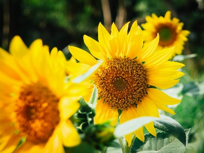 Doğa bitki alan çiçek Fotoğraf