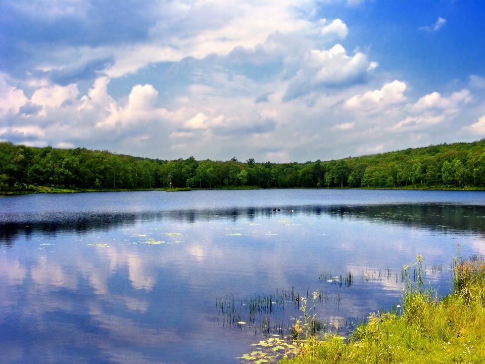 Paesaggio albero acqua natura