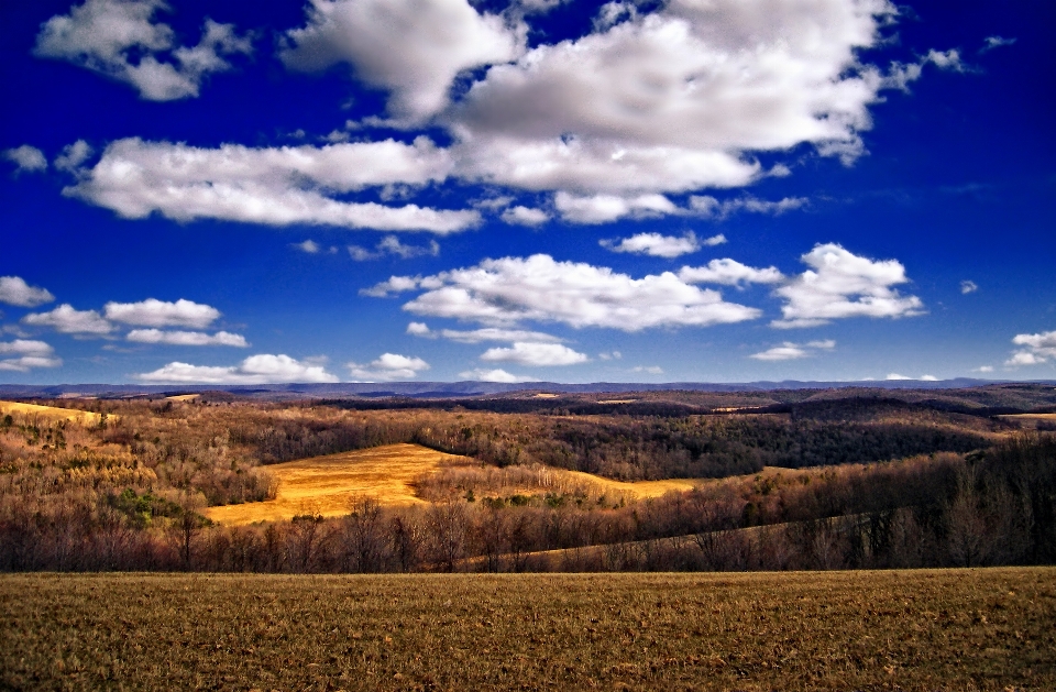 Krajobraz drzewo natura trawa