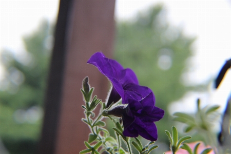 Foto Natura fiore pianta petalo