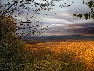 Landscape tree nature forest Photo