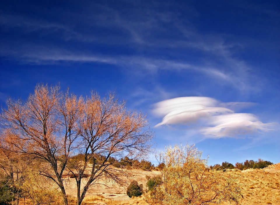 Landscape tree nature grass