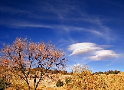 Landscape tree nature grass Photo