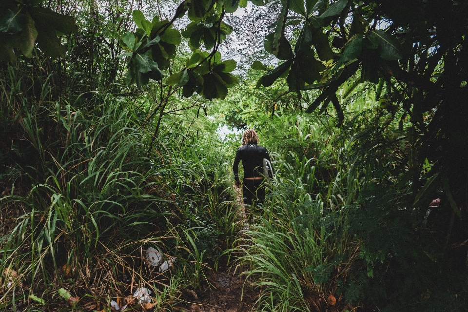 Pohon hutan rumput luar ruangan