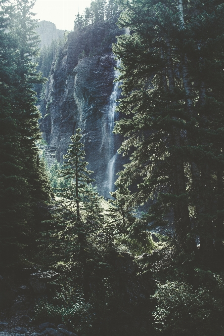 árbol agua naturaleza bosque