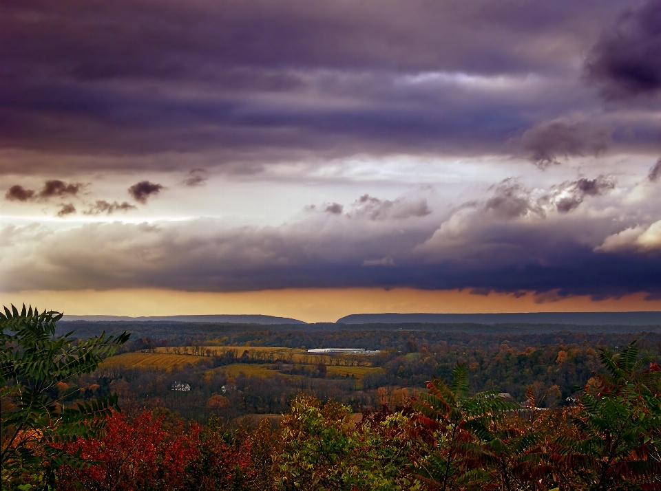 Paysage arbre nature horizon