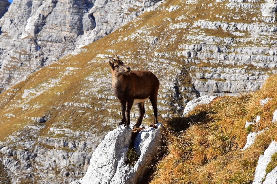 Mountain range cliff wildlife