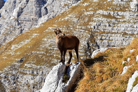 Mountain range cliff wildlife Photo