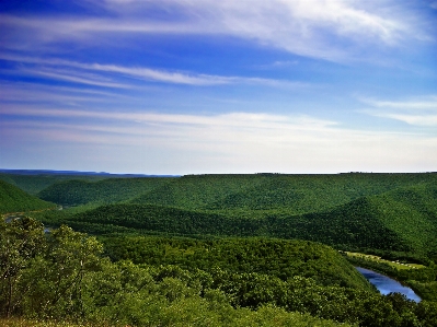 Landscape tree nature forest Photo