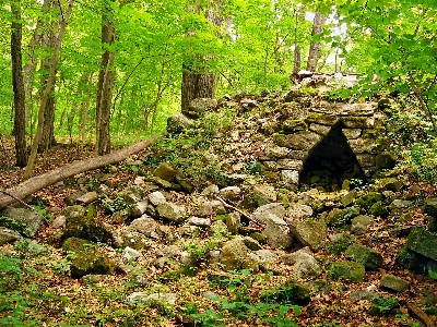 Tree nature forest rock Photo