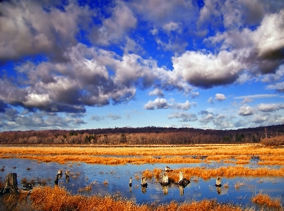 Photo Paysage herbe horizon le marais
