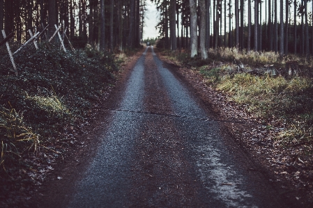 Tree nature forest path Photo