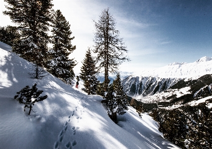 Photo Arbre montagne neige hiver