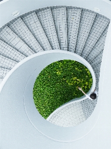 Plant white leaf spiral Photo