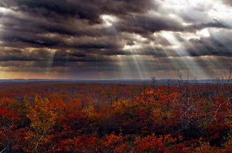 Landscape tree nature forest Photo