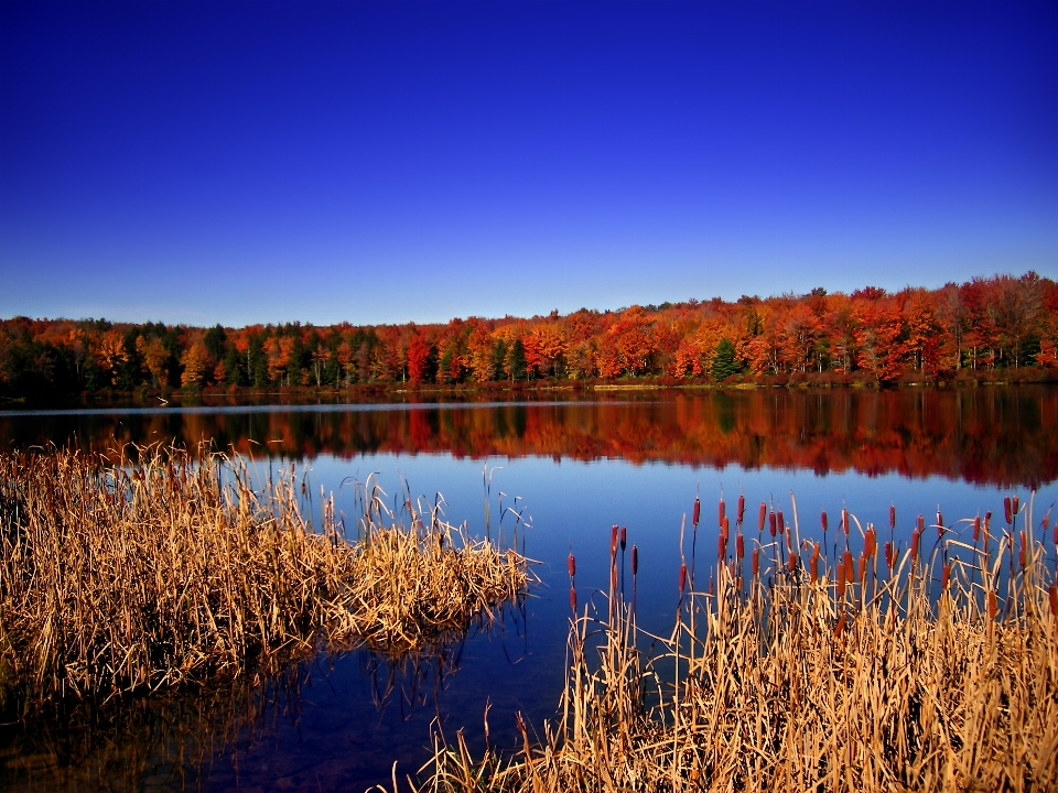 Paesaggio albero acqua natura