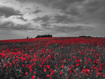 Bulut siyah ve beyaz
 bitki gökyüzü Fotoğraf