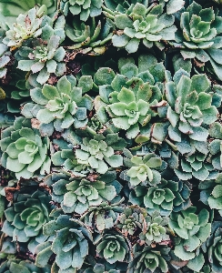 植物 葉 花 緑 写真