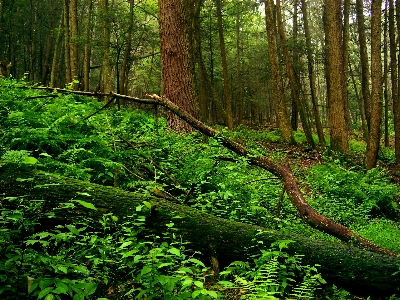 树 自然 森林 荒野 照片